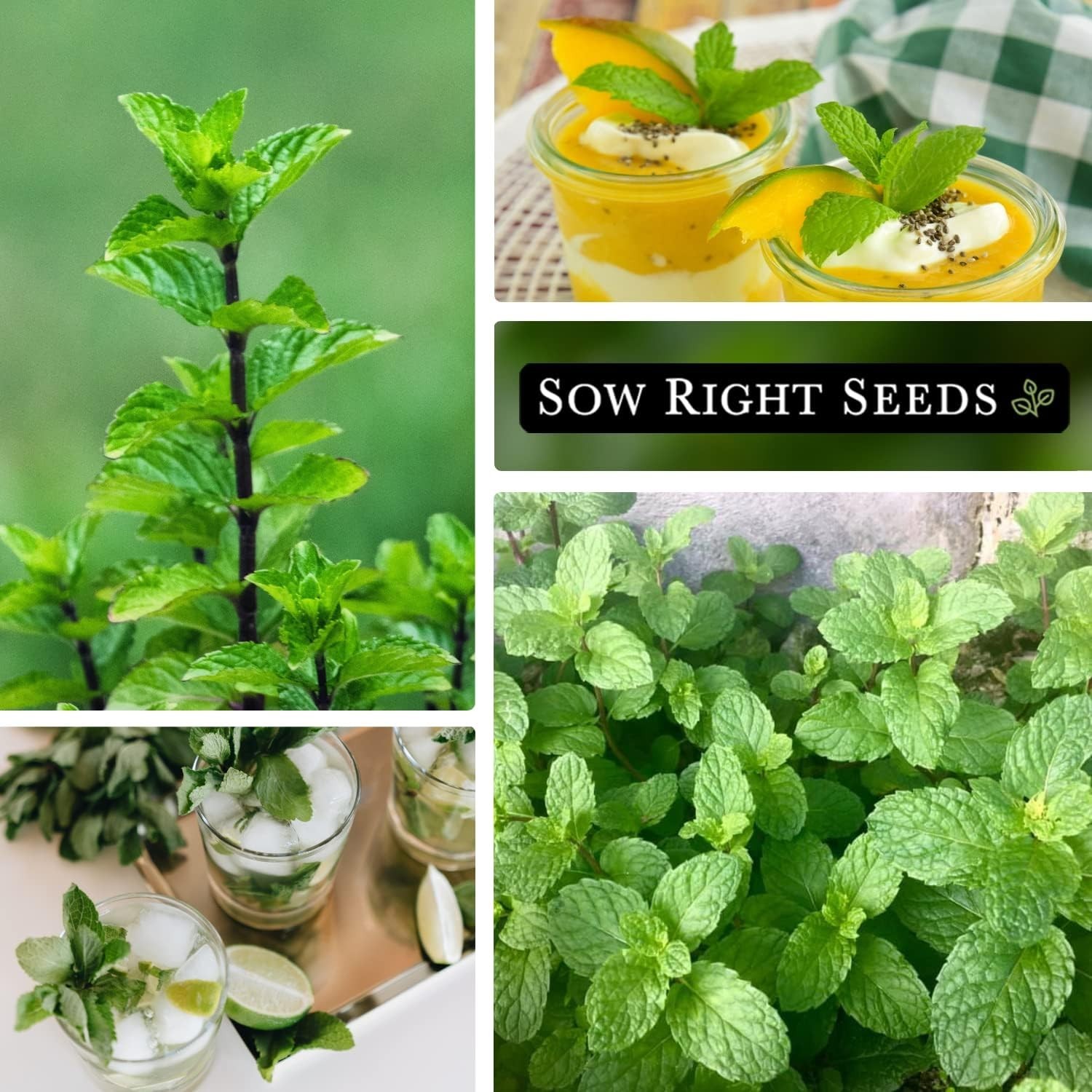 Grow Your Own Tea with Non-GMO Heirloom Mint Seeds – Ideal for Indoor or Outdoor