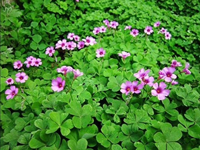 Green Shamrock Bulbs 15 Luck Oxalis Bulbs to Plant, Easy to Grow Indoors