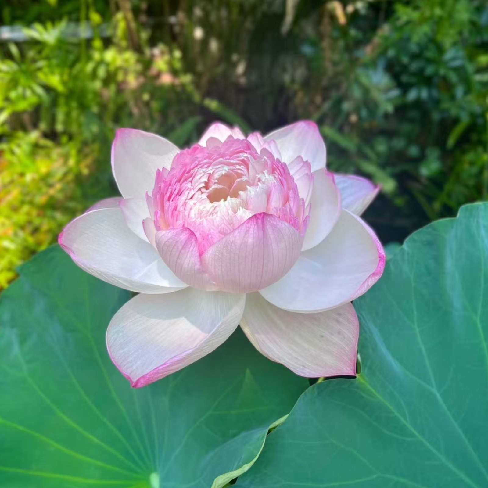 20 Mixed Color Bowl Lotus Seeds – Mini Aquatic Flowers for Pots or Small Ponds