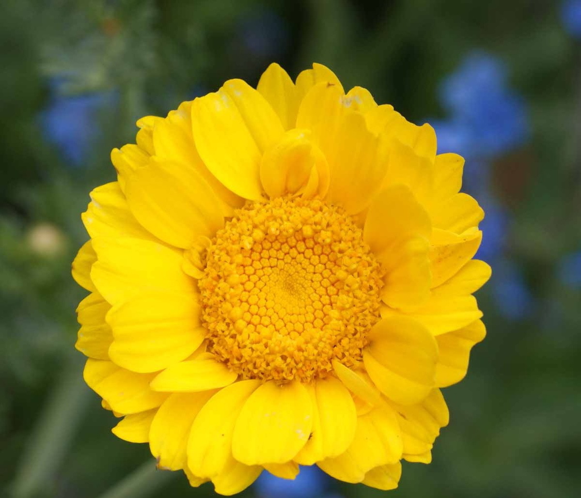 4oz Garland Crown Daisy Flower Seeds Chrysanthemum (Approx 78,000 Seeds)