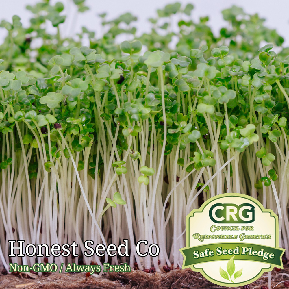 27,000+ (3oz) Broccoli Micro Green Seeds | Non-GMO Microgreen Seeds USA