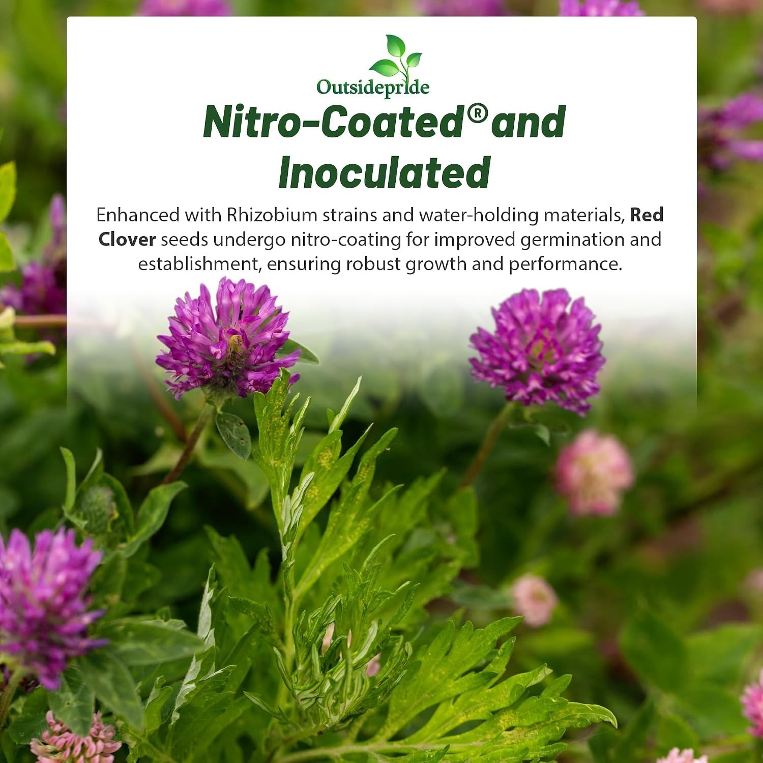 Attracts Pollinators Red Clover Seeds – 10 lbs. for Wildlife