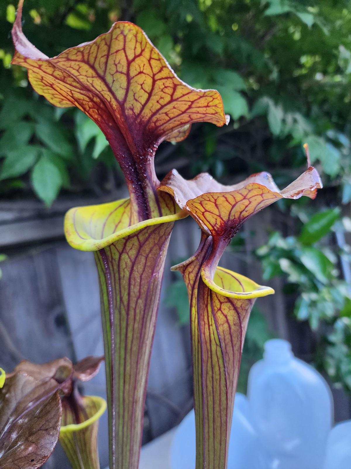 2025 SARRACENIA SEEDS: FLAVA CUPREA SELECT X LEGACY [CARNIVOROUS PLANT SEED]