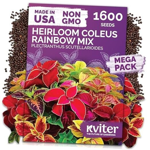 1600 Rainbow Coleus Seeds for Planting Mix Coleus Rainbow Mixture