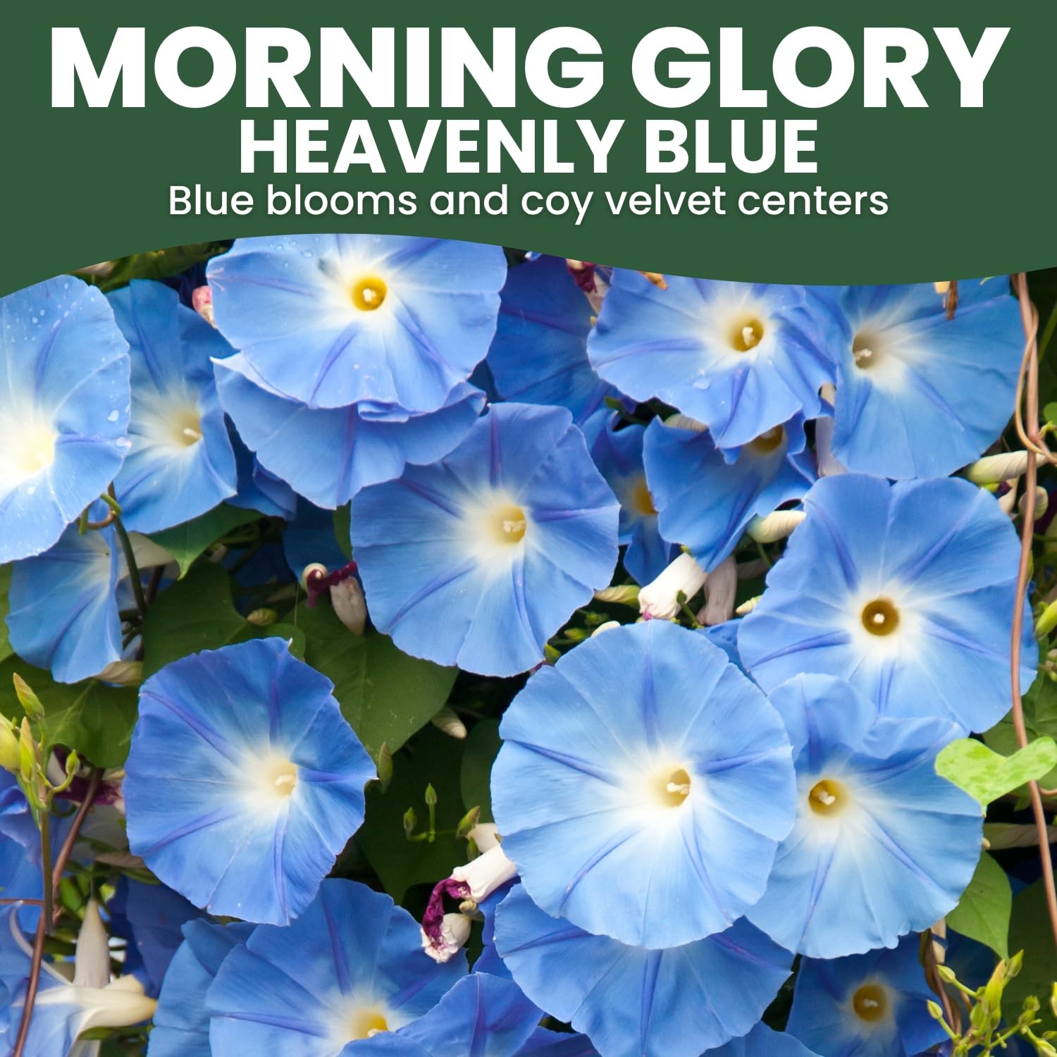 Heavenly Blue Morning Glory Seeds 3,000 Count for Planting, 4 Ounce Pouch