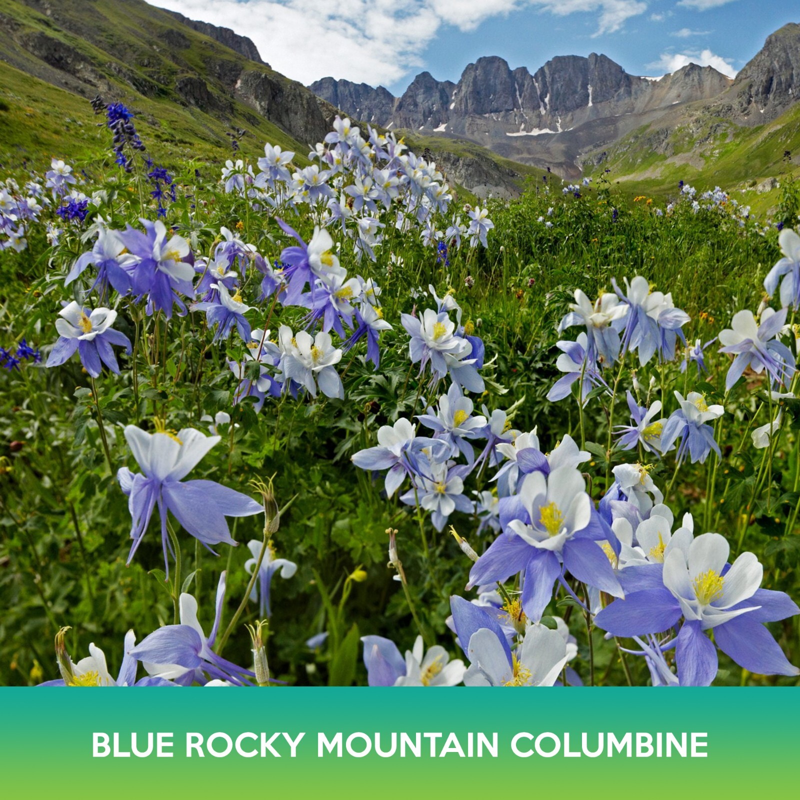 Blue Rocky Mountain Columbine Flower Seeds, Aquilegia caerulea