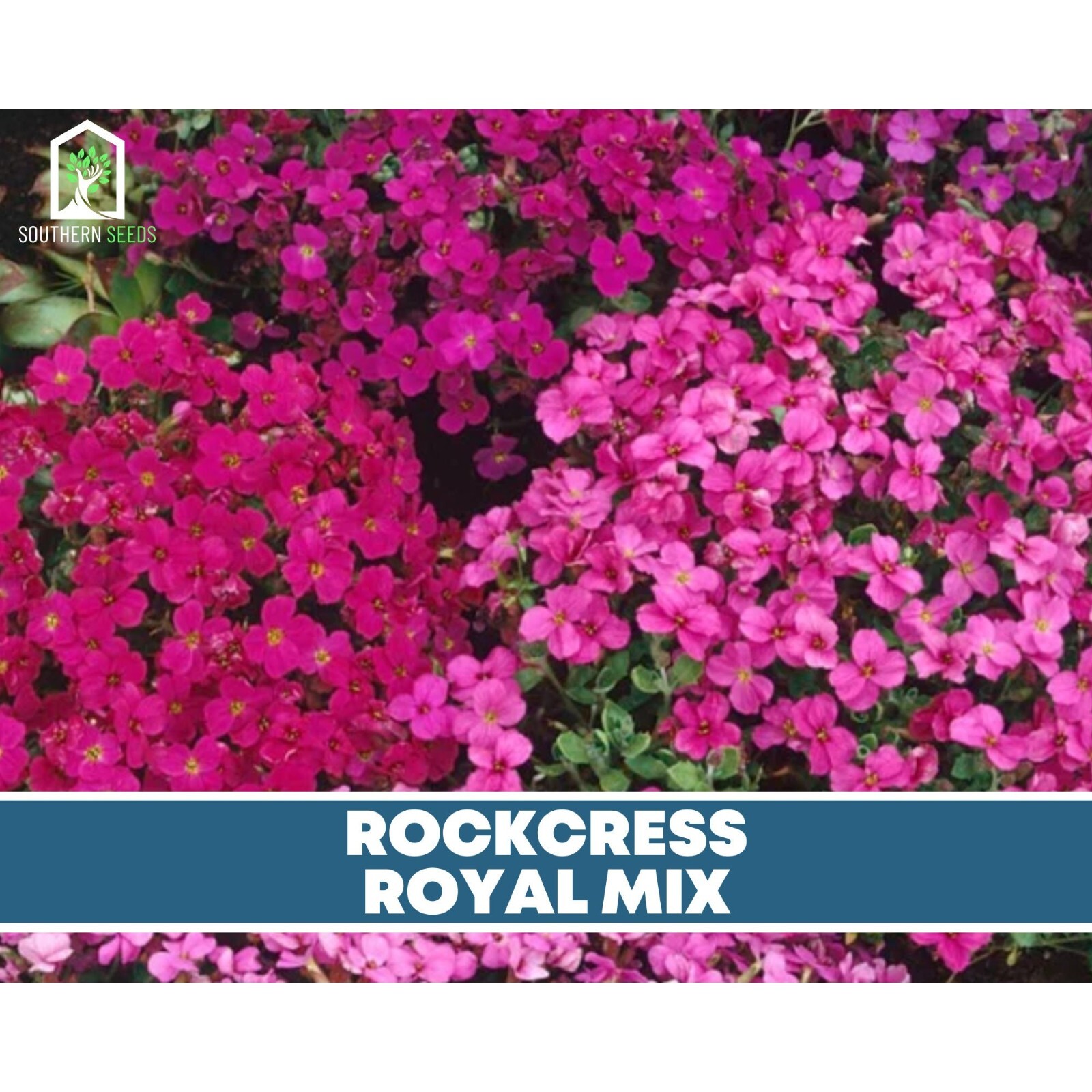 Rockcress, Royal Mix – Stunning cascading flowers (Aubrieta hybrida)
