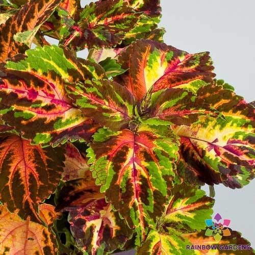25+ Superfine Rainbow Multicolour Coleus Seeds for Garden – USA – FREE SHIPPING!
