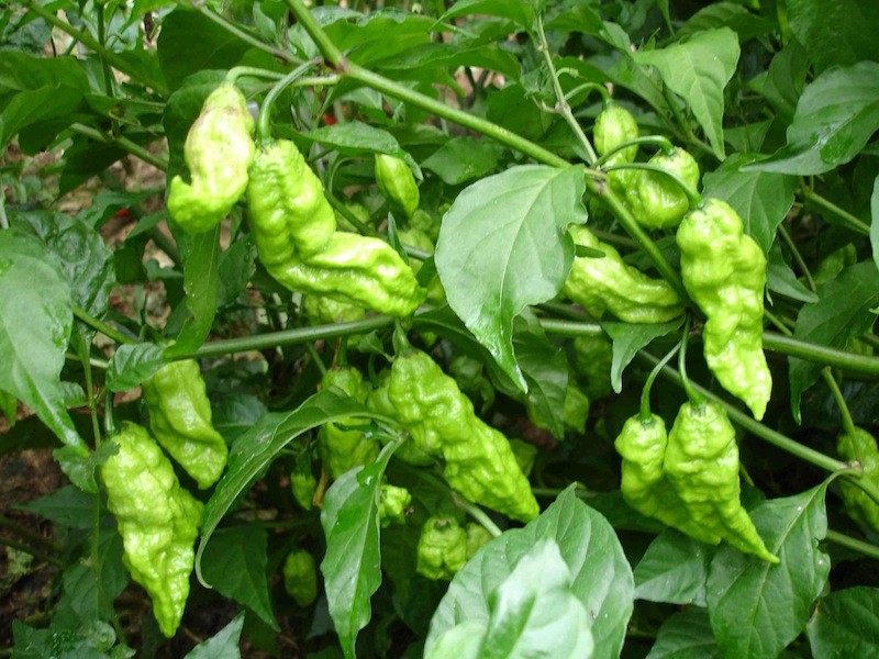 Rare Seed Bank Red Bhut Jolokia (aka Ghost) Pepper Seeds