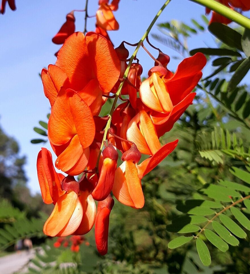 5 Scarlet Fire Red Wisteria Seeds Vine Climbing Flower Perennial Flowers USA