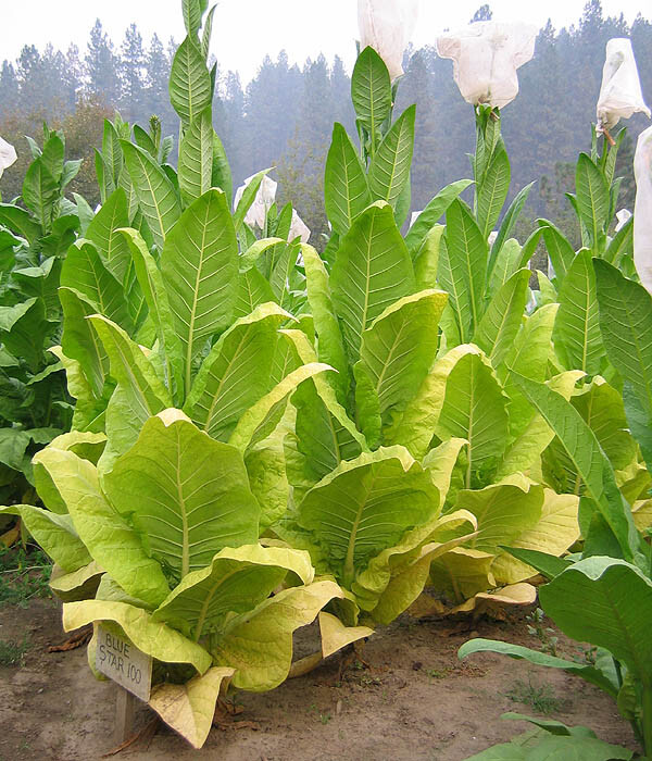 1000 Blue Star 100 Tobacco Seeds ~ Heirloom Burley Nicotiana Tabacum
