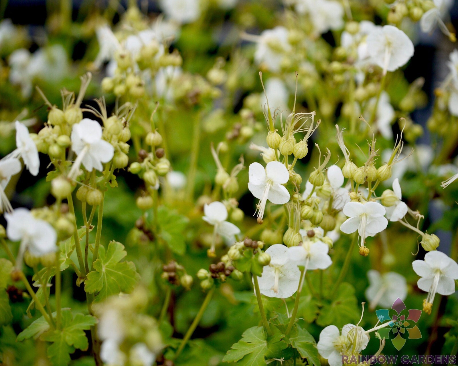 25+ White-Ness Geranium Seeds for Garden Planting – USA – FREE SHIPPING!