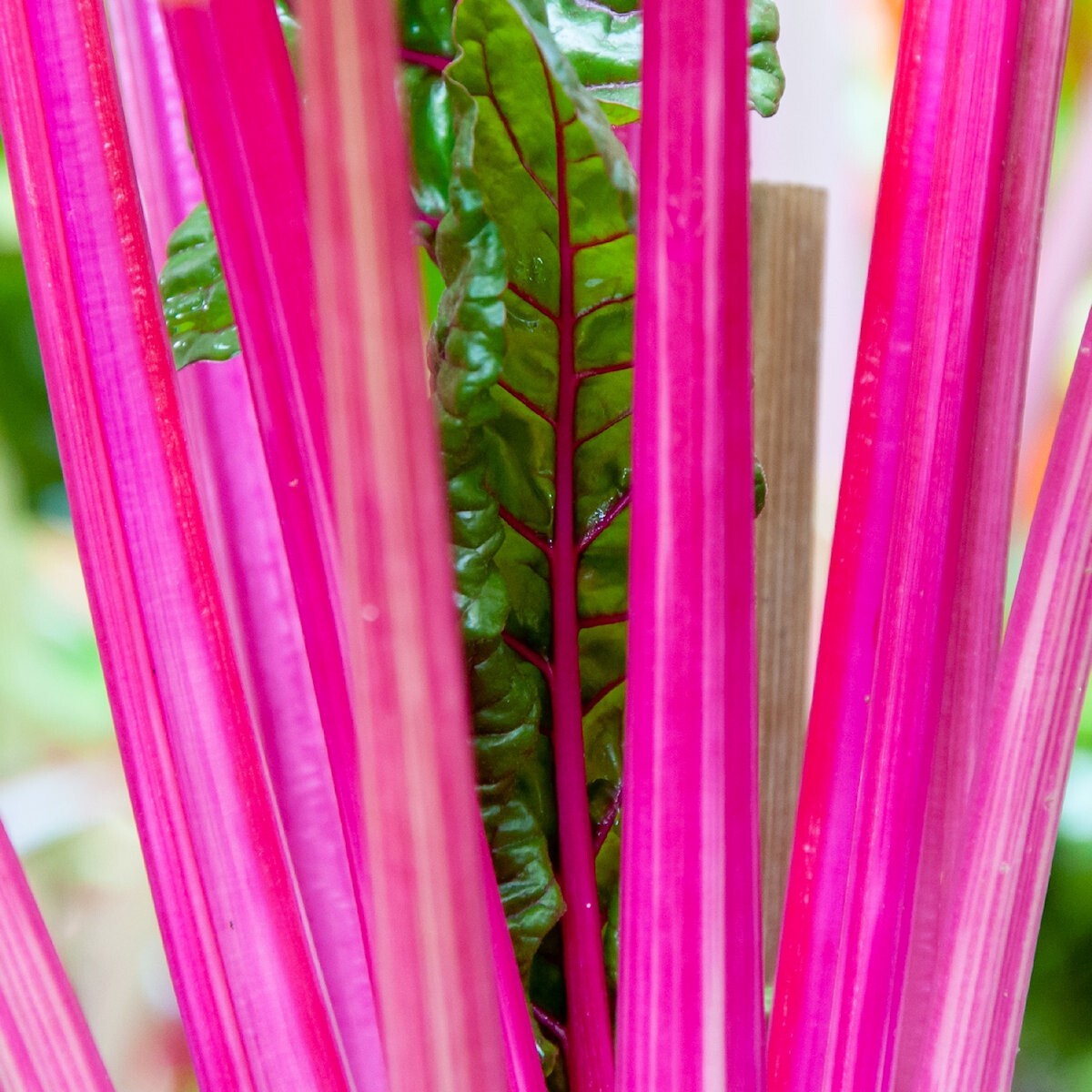 200 Pink Lipstick Swiss Chard Seeds – Everwilde Farms Mylar Seed Packet