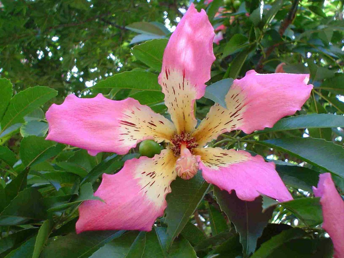 Ceiba speciosa SILK FLOSS TREE Seeds!