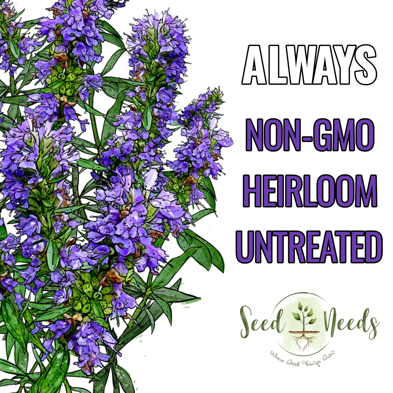 Blue Hyssop Seeds to Plant Heirloom Non-GMO Herbs 2 Packs