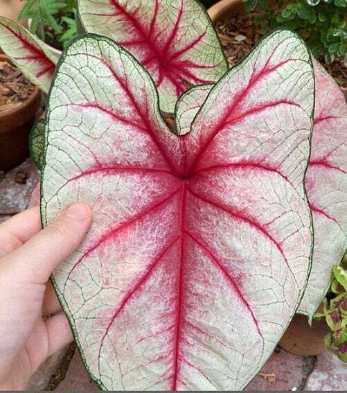 Blue Buddha Farm: ‘White Queen’ Caladium – Regal Frosty Elegance (2 Bulbs)