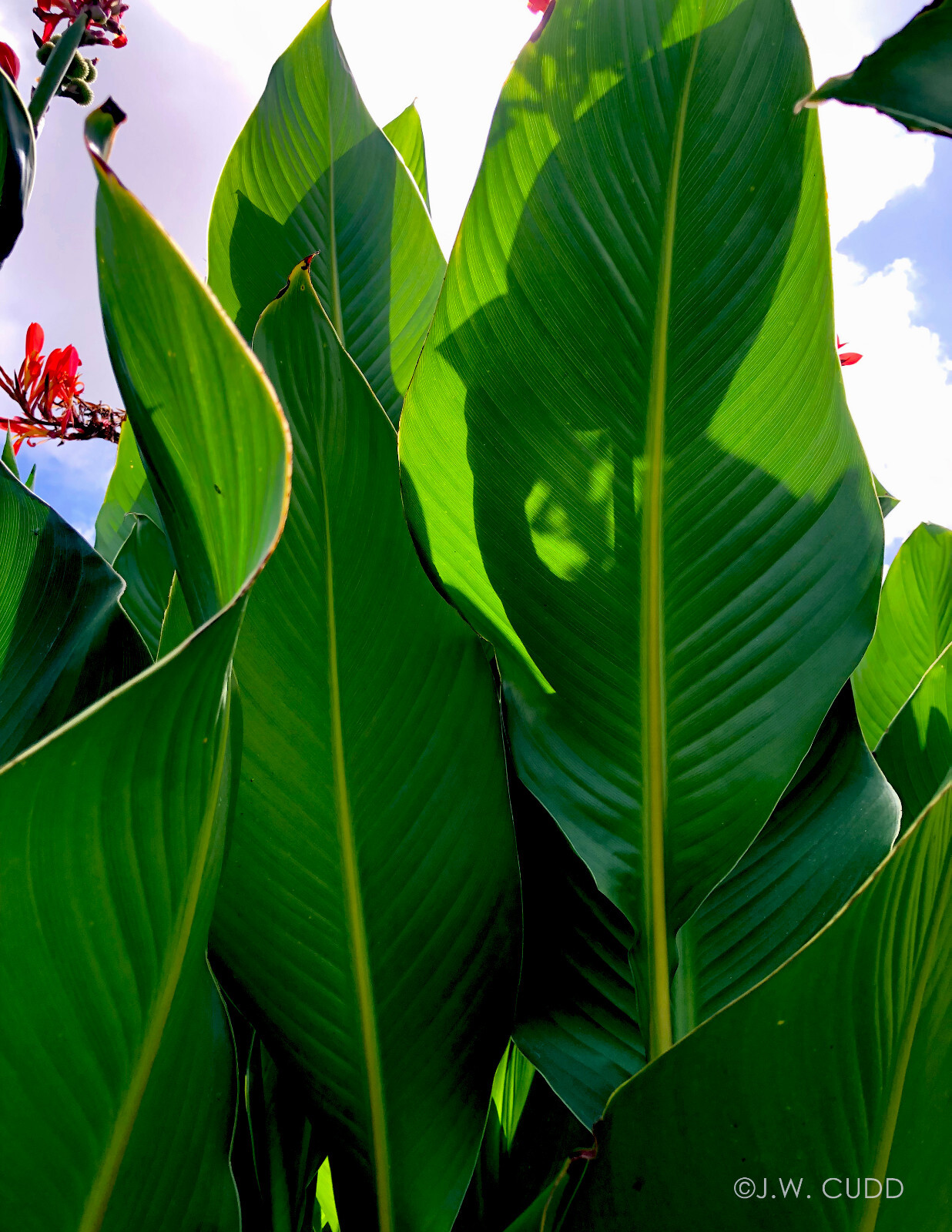 Robert Kemp Canna Lily Live Plant Rhizome