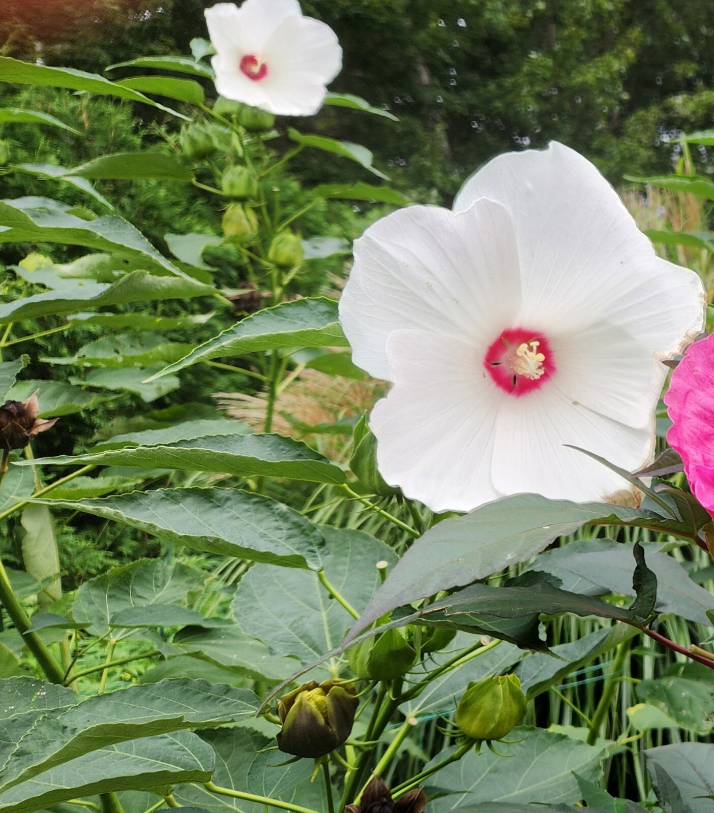 Organic White Swamp Rose Mallow Native hardy hibiscus seeds perennial.