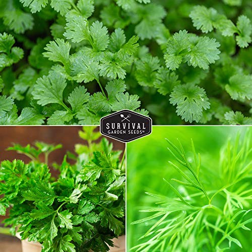 Easy to Grow Herb Seeds Variety Pack | 5 Heirloom Kitchen Herbs for Planting –