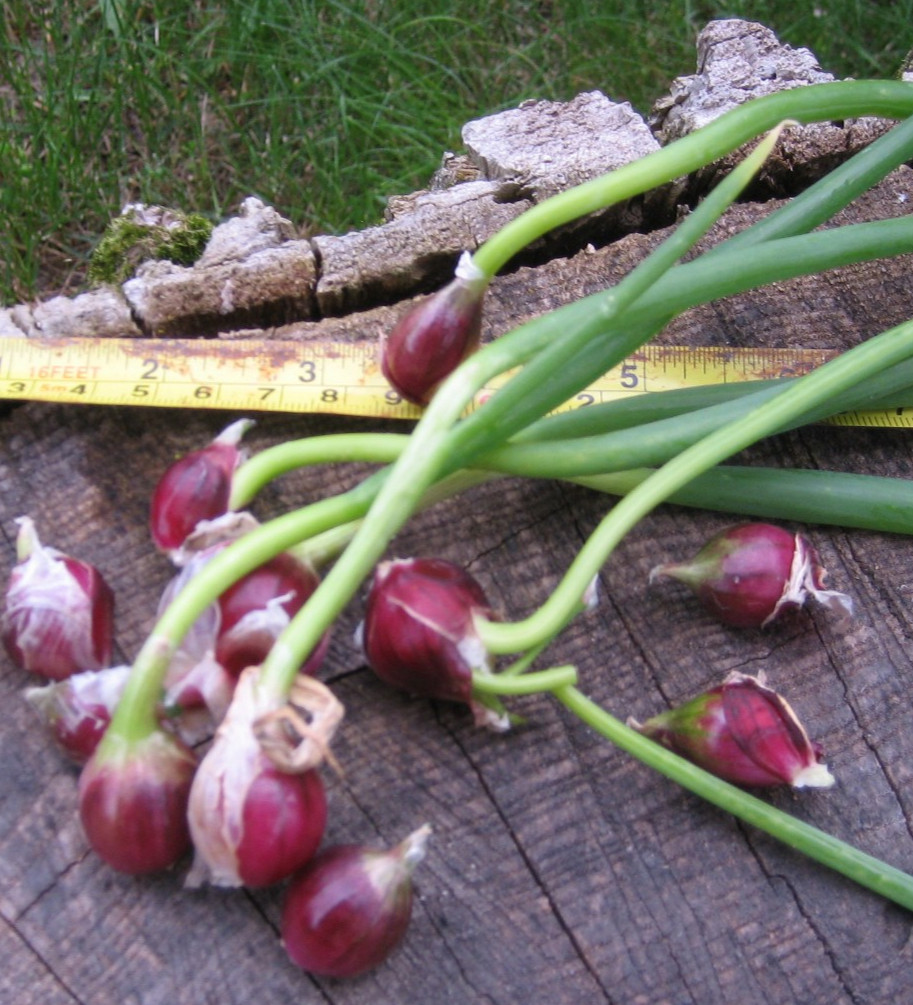 Egyptian Onions Catawissa Winter Walking Topset Spring Sets 5 Planters Jumbo