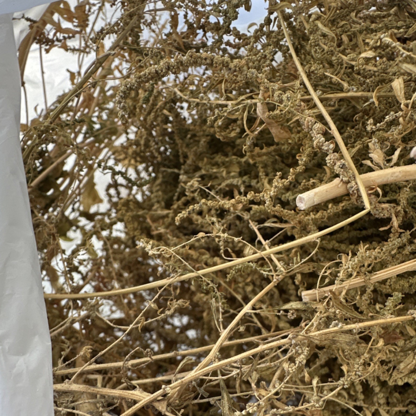 Epazote Seeds Chenopodium Ambrosoides – Dysphania ambrosioides SEMILLA EPAZOTE