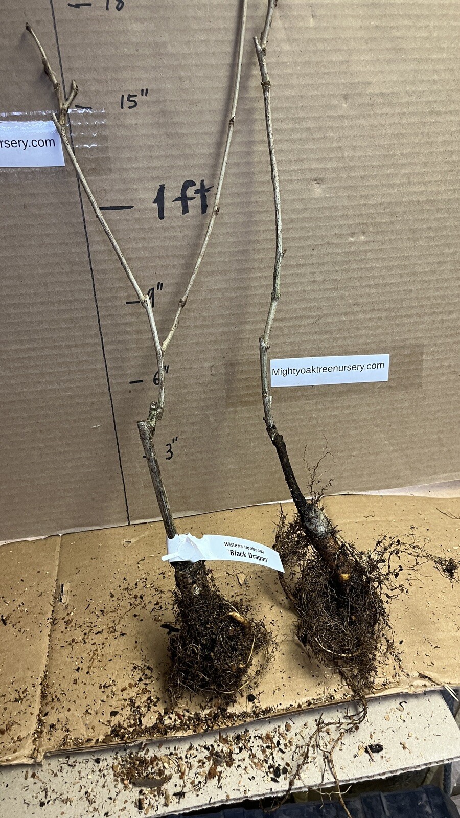Wisteria floribunda Black Dragon (Double flowering variety) 1 yo grafted plant