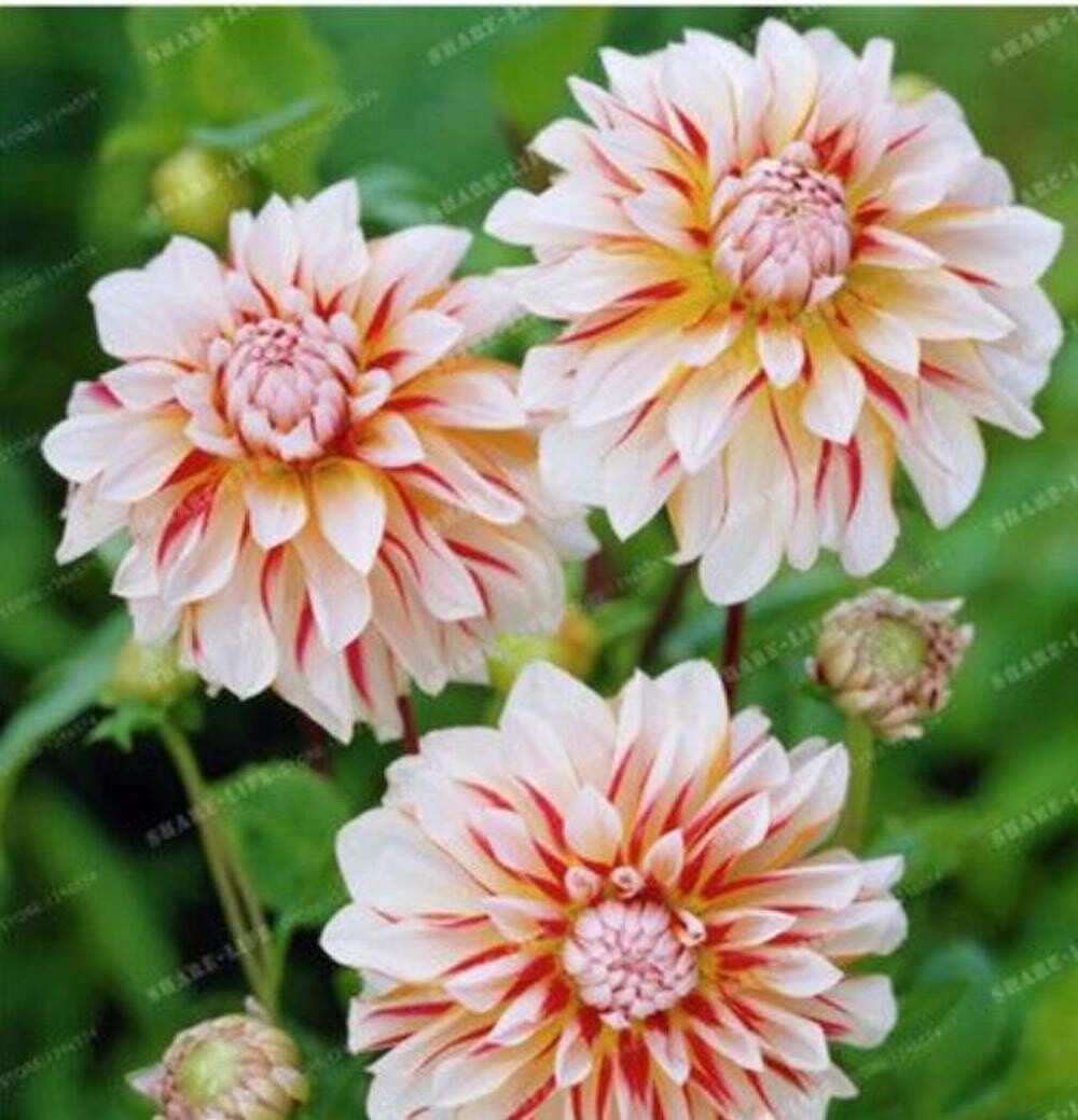 20 SEEDS for White COFFEE DAHLIA rare flower exotic garden bush plant USA Seller