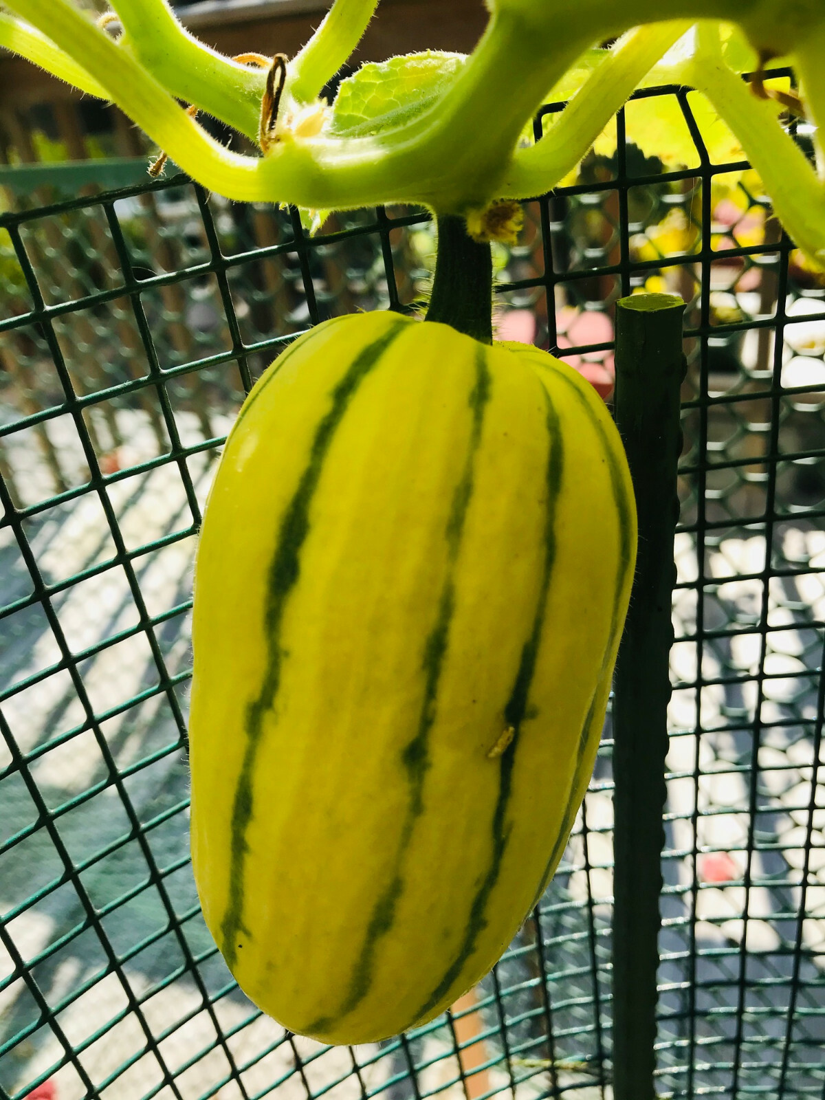 25 DELICATA Cucurbita pepo Winter Squash Seeds Fresh Picked 50-55 Days Full Sun
