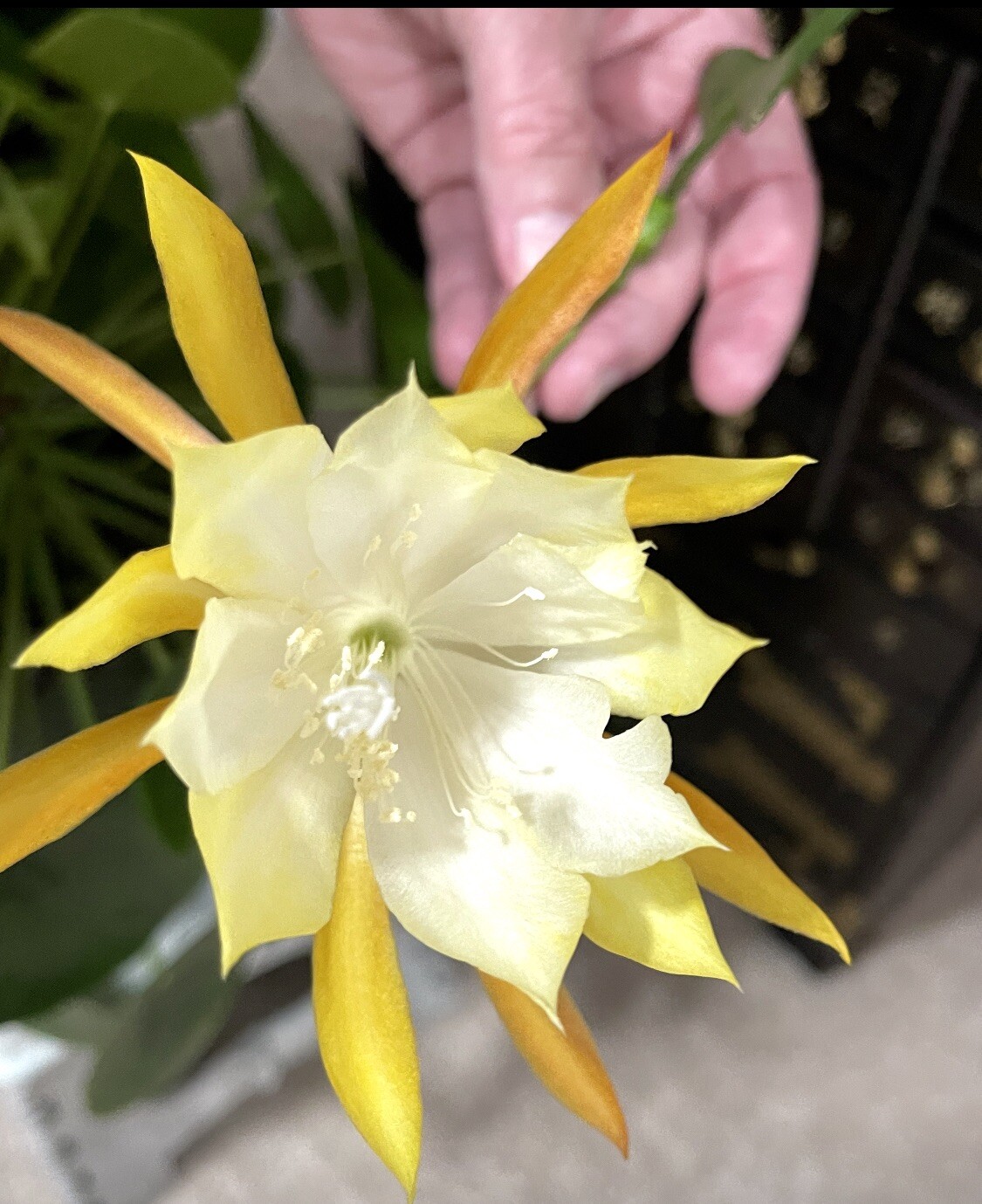 🌿Symbolic Endurance & Protection Rick Rack FISHBONE Plant Blooms YELLOW