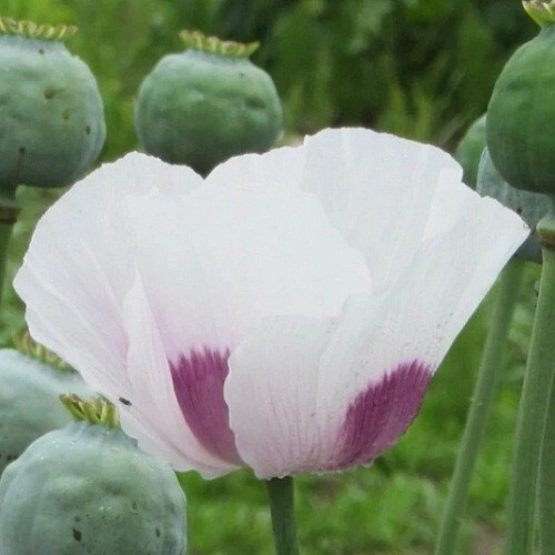 5,000 Fresh Organic Czech Republic Papavear Somniferum Poppy Seeds for Planting