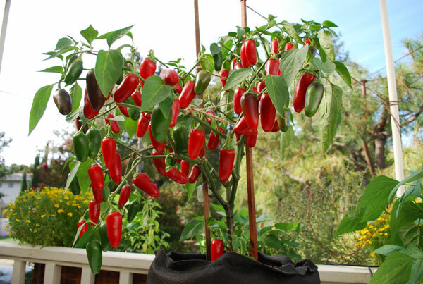 25 EARLY JALAPENO PEPPER SEEDS ~ 2026 ~ heirloomseedguy ~ USA