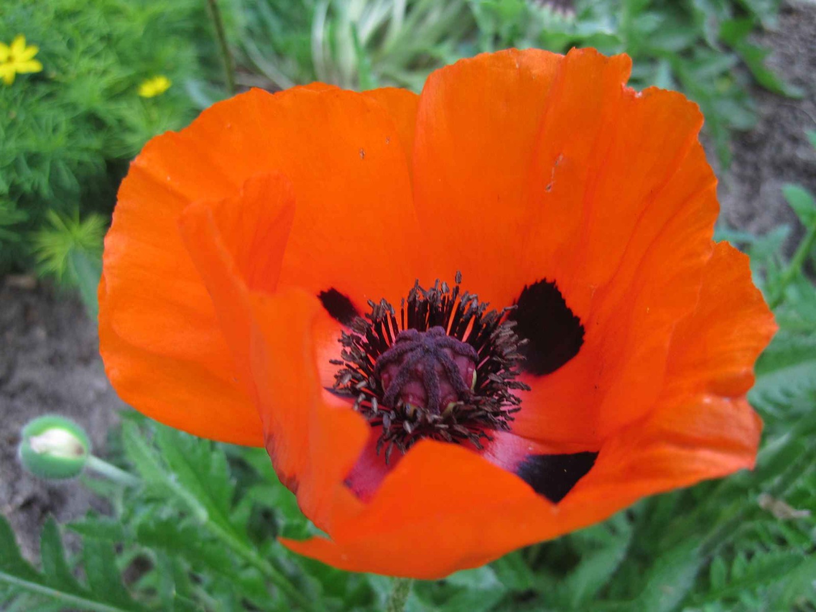 Poppy – Papaver orientale-Hybr. – Pizzicato Mix seed