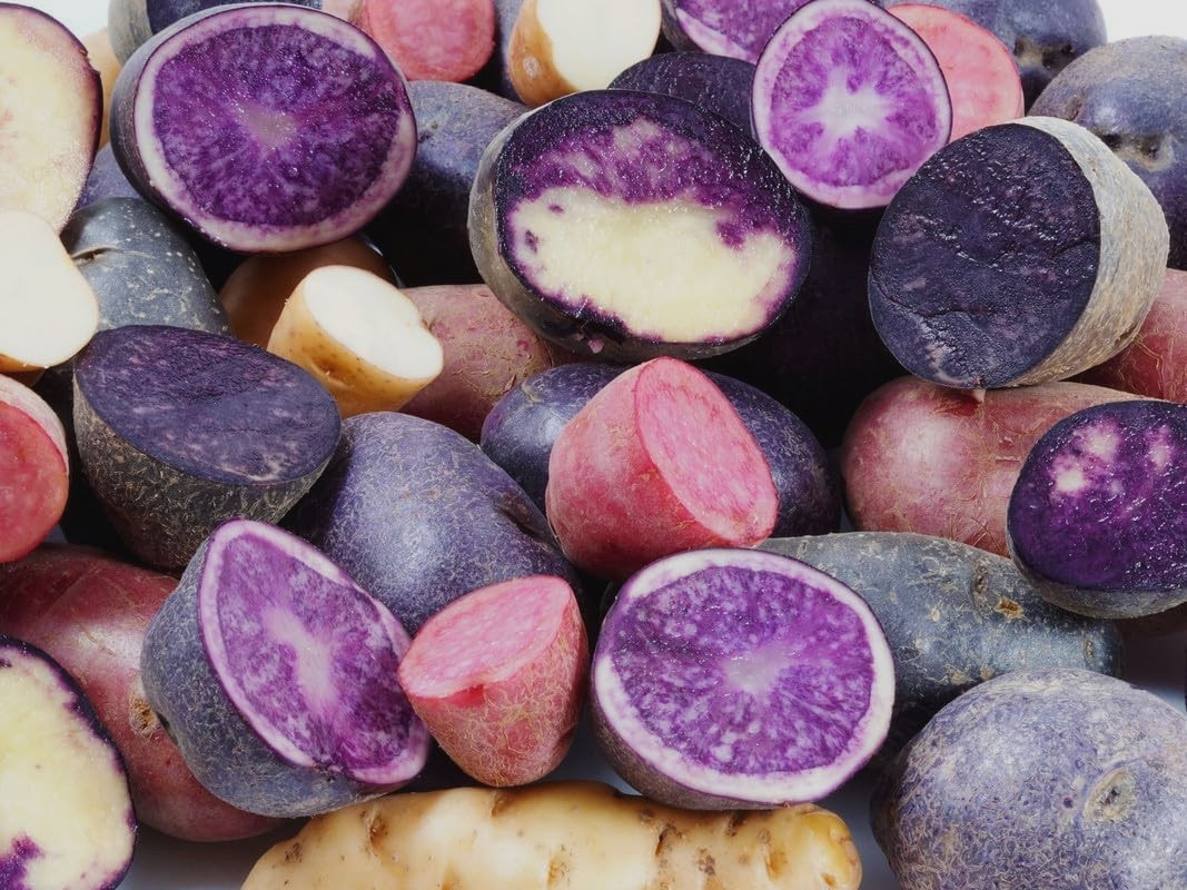 Potato Seed Tuber Mix 2 lb Purple Red Yellow Yukon Russet Organic Seeds Potatoes