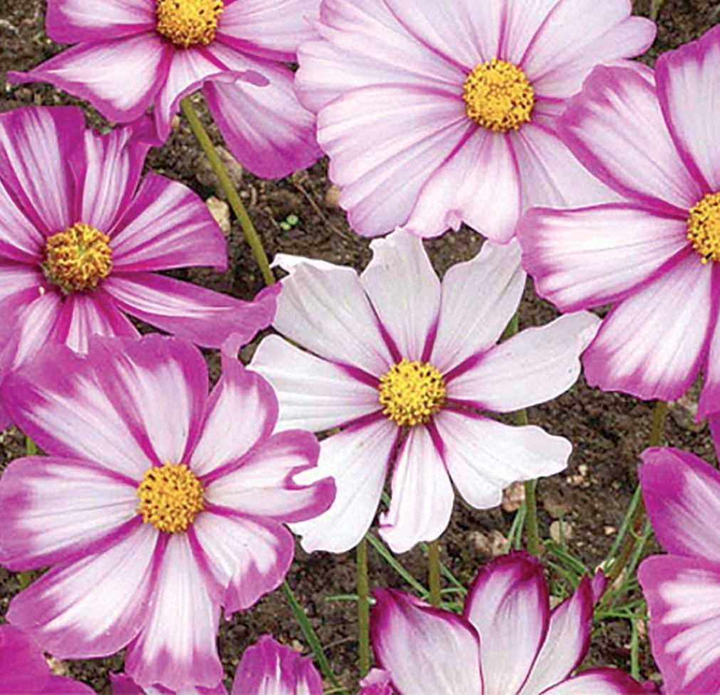 COSMOS FLOWER SEEDS 100+ “CANDY STRIPE” wildflower GARDEN butterflies BEES
