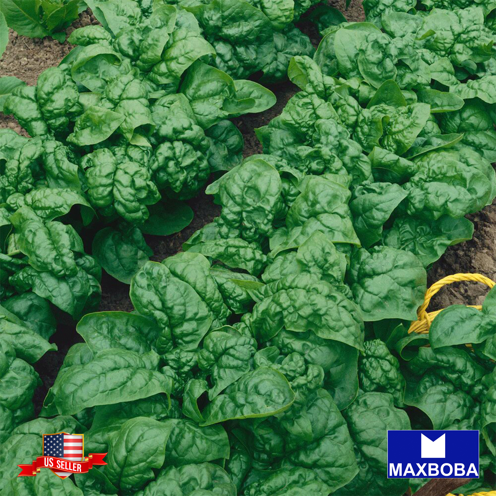 Fresh!! Spinach Seeds – Bloomsdale Long Standing Non-GMO / Heirloom / Vegetable