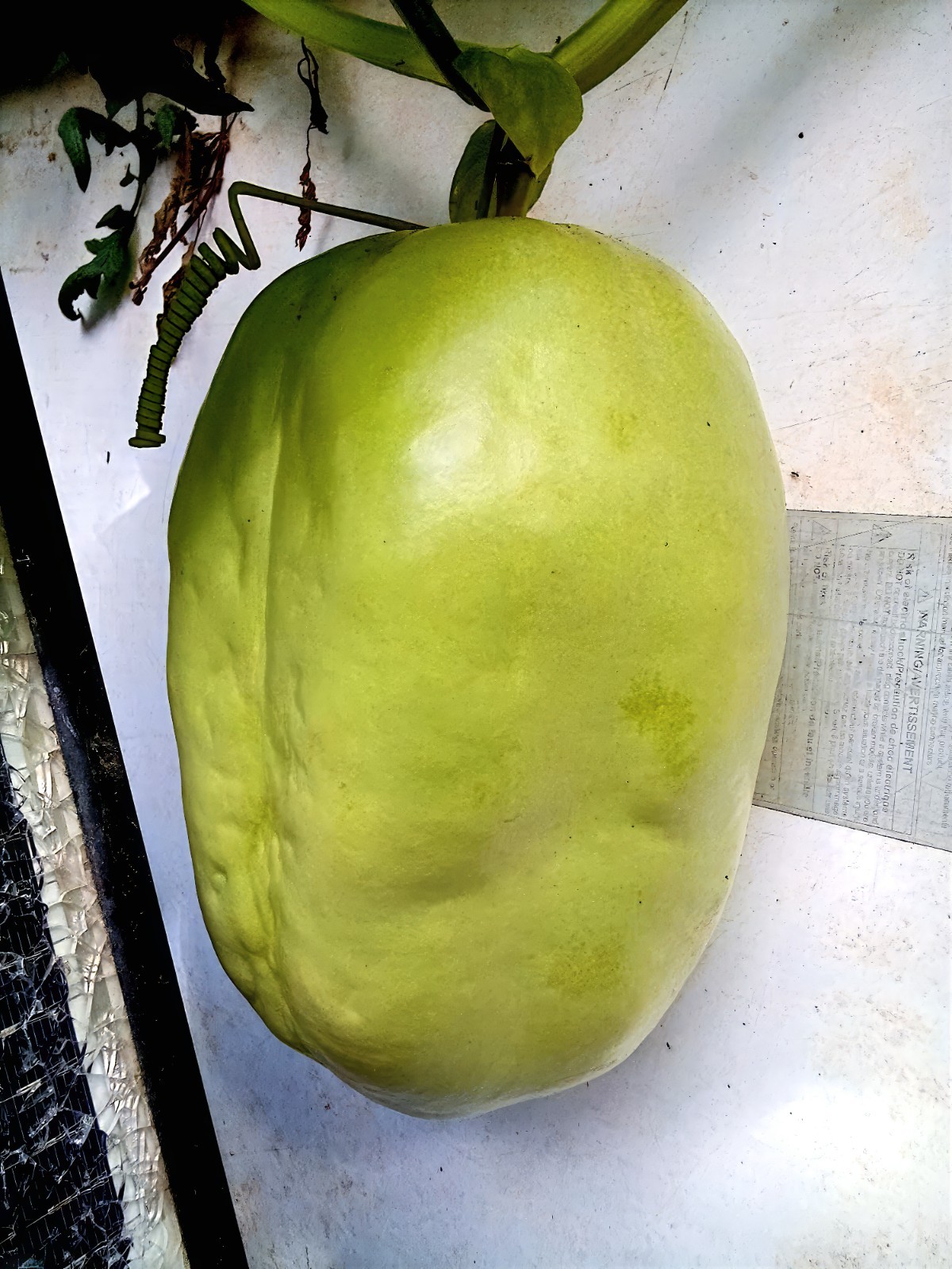 5 GIANT GRANADILLA SEEDS (Passiflora quadrangularis) Passionfruit Flower Plant