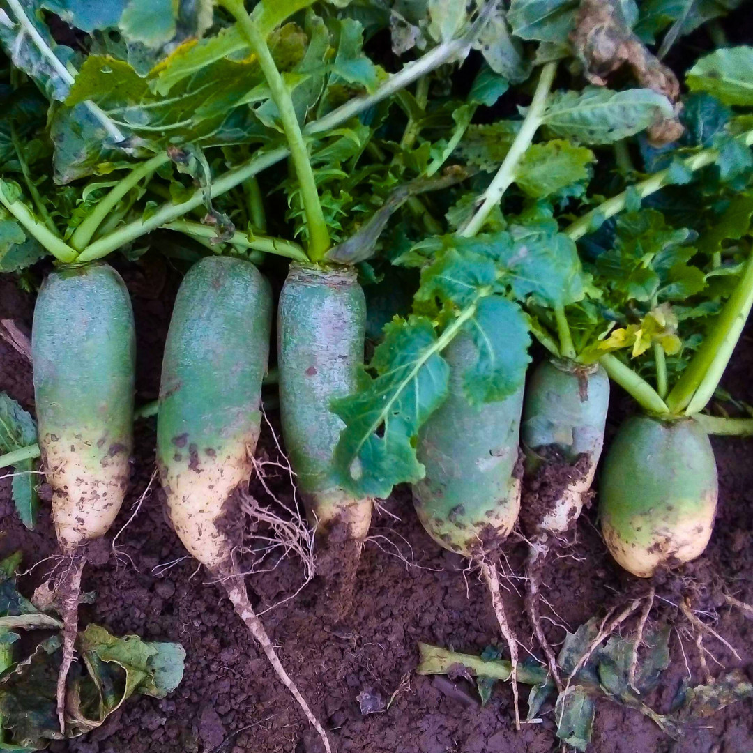 Green Meat Chinese Radish Seeds | Luobo | Heirloom Non-GMO | Asian Vegetables