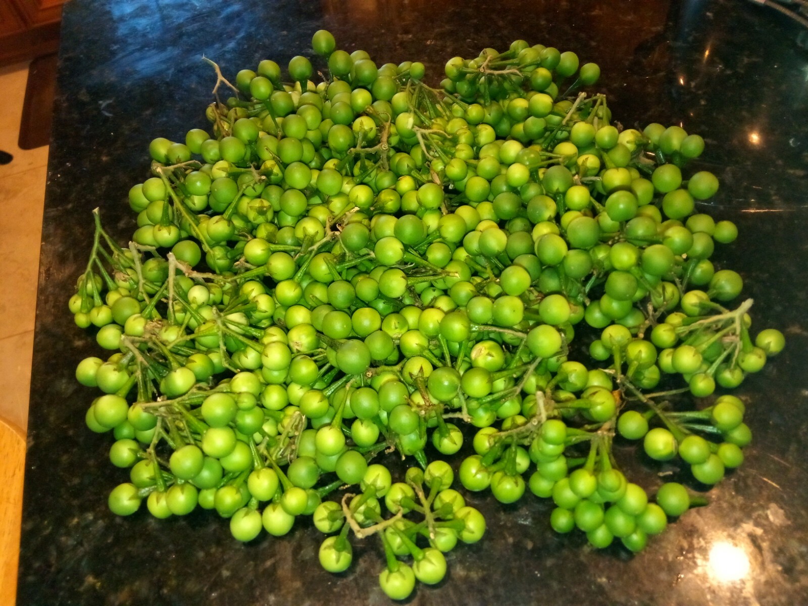50 Rare Turkey Berry/Plate Brush/Pea Eggplant/Tibbatu Seeds.US grown seeds.