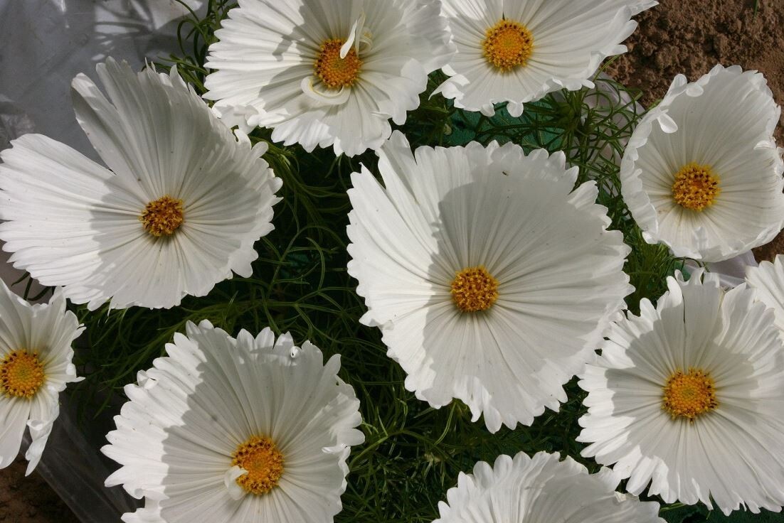 50+Seeds| Cupcake White Cosmos Seeds Seeds #L008