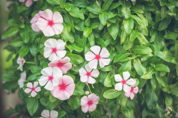 Periwinkle Flower Seeds for Planting – 1000+ Mixed Vinca Colors, Non-GMO