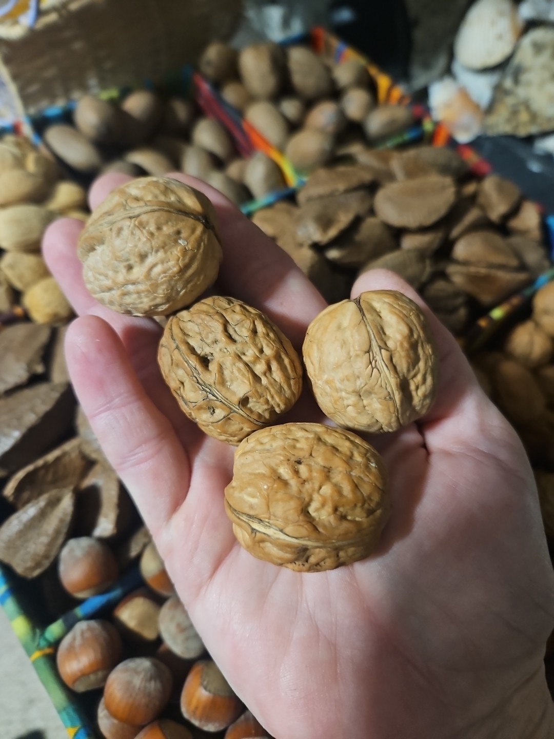 White Walnut Tree Seeds (20) / Organic / DELICIOUS / Cold Tolerant
