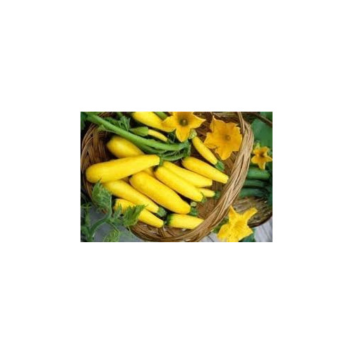 Squash Early Prolific Straightneck Heirloom Vegetable 1/4 Lb Seeds
