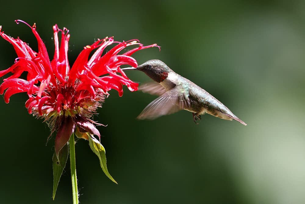 50 Bee Balm Flower Seeds – Monarda Didyma Mixed Color Seeds – Ships from Iowa, U