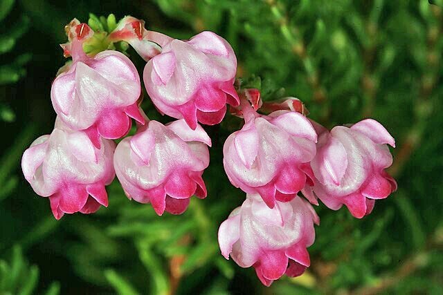 Erica baccans | Berry Heath | 20 Seeds
