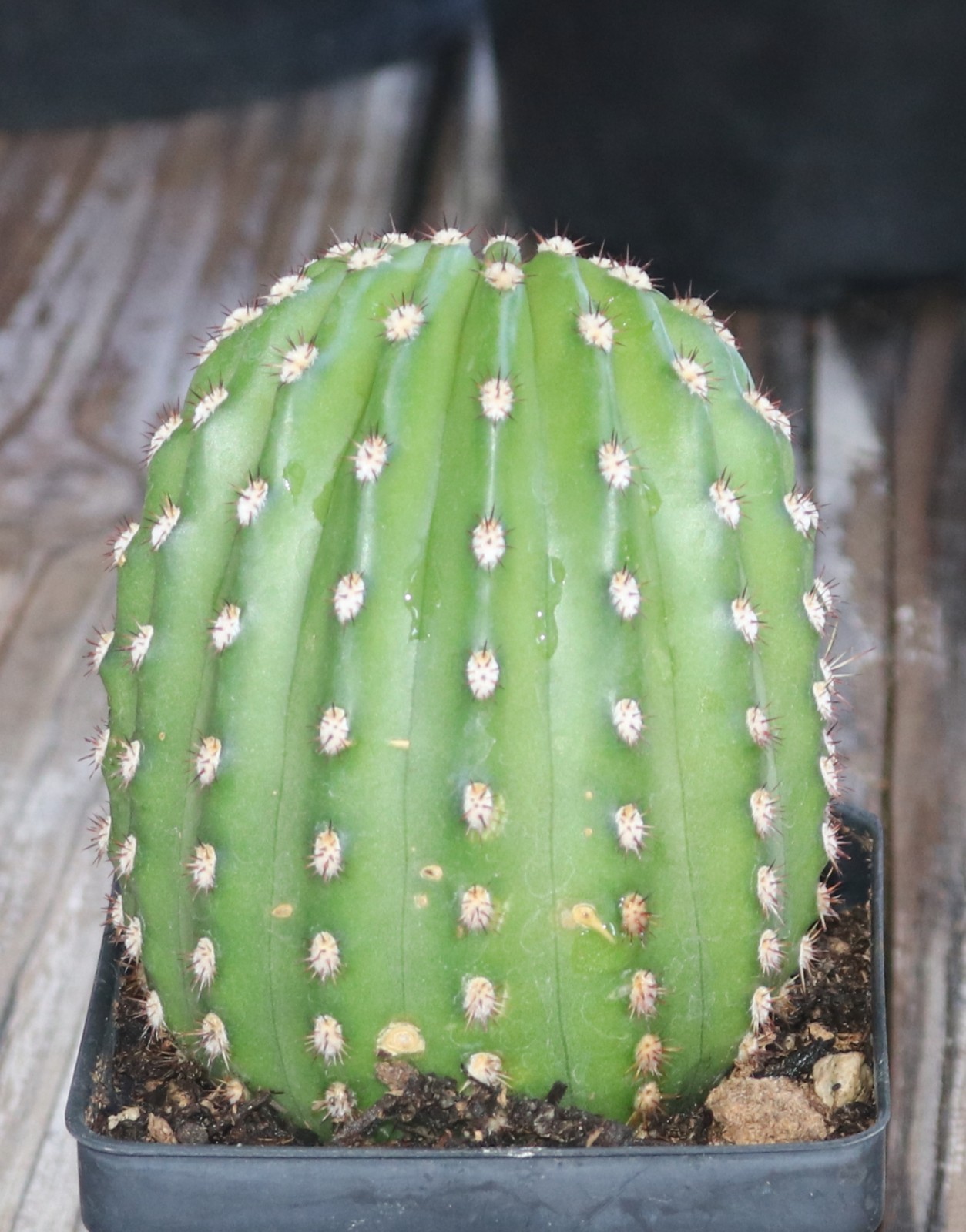 Tricho hybrid ‘Pink’