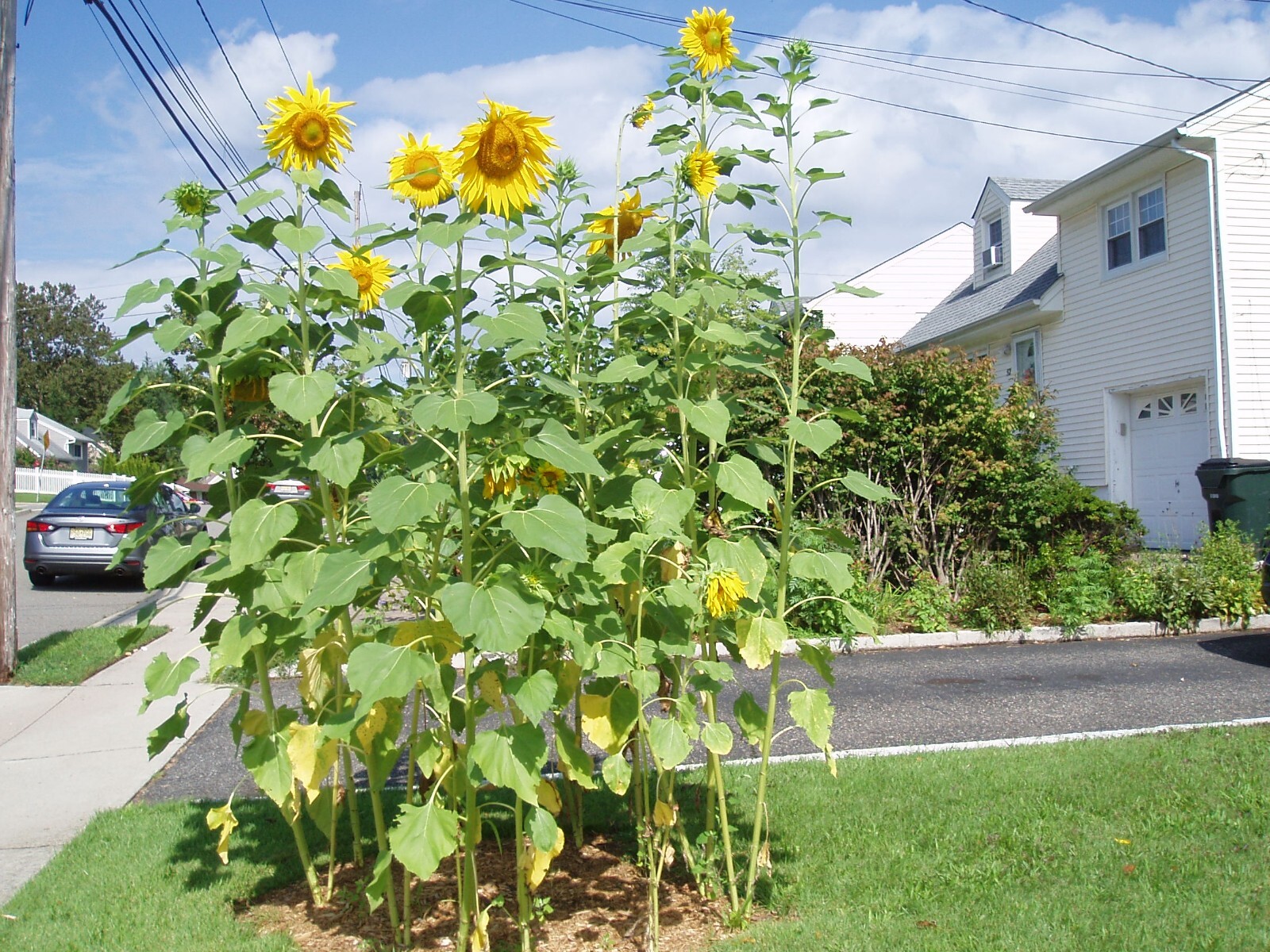sunflower, HUGH TALL yellow flower 50 seeds! ( now for quick this 26s planting