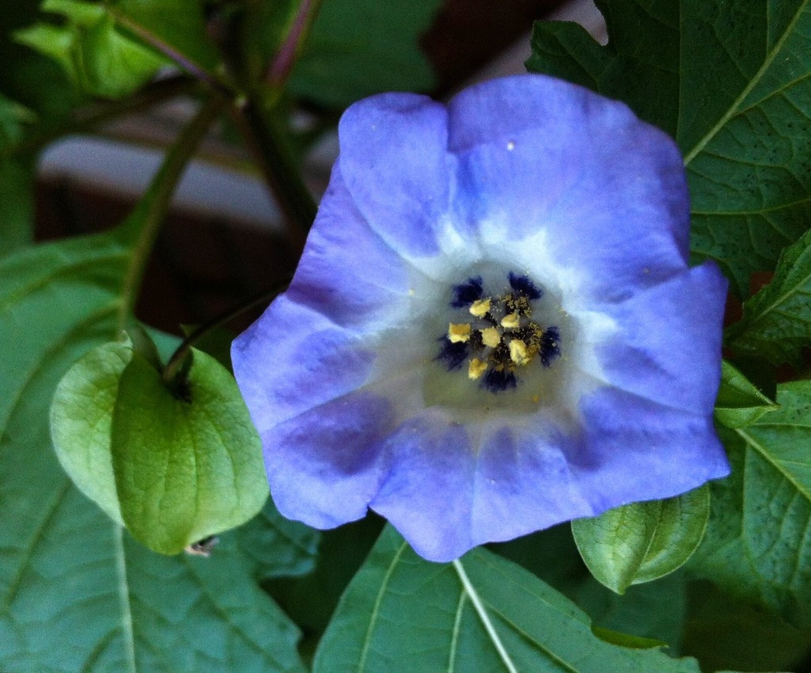 Apple of Peru {Nicandra Physalodes var. nigra} Organic 50+ seeds Free Shipping!