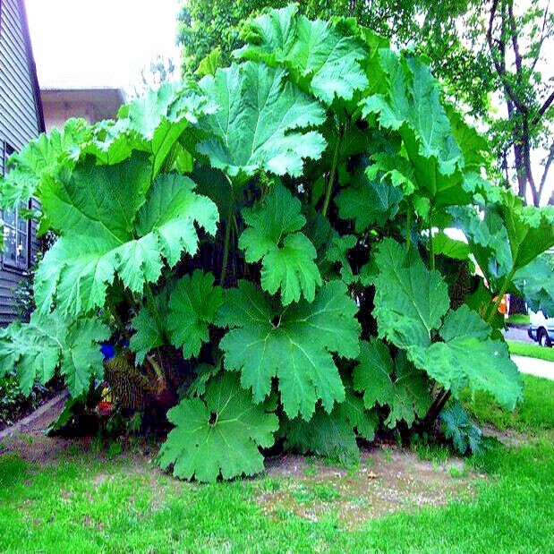GUNNERA MANICATA SEEDS “Dinosaur Food” Giant Hardy Exotic Flower Plant RARE!