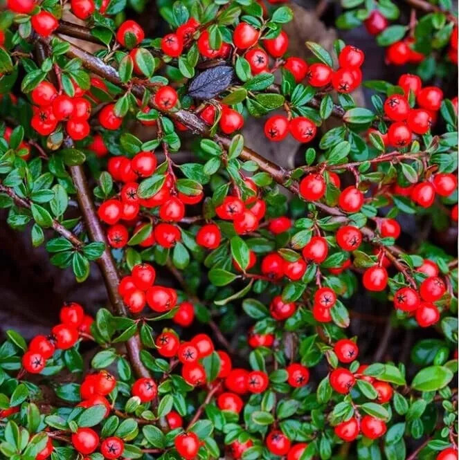 25 Seeds Cotoneaster dammeri Spreading Evergreen Woody Shrub +Flowers & Berries