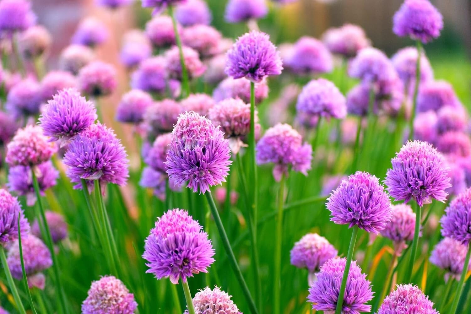 200 Wild Chives Seeds for Planting – Non-GMO Heirloom
